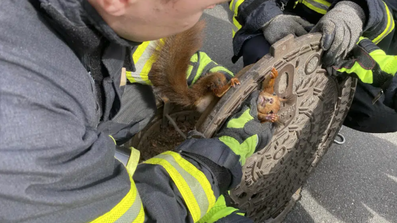 squirell.PNG