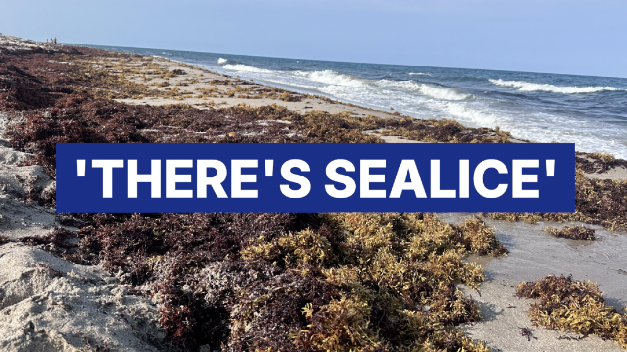 SEAWEED.png