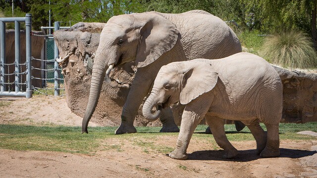 Babies of the Sonoran Desert