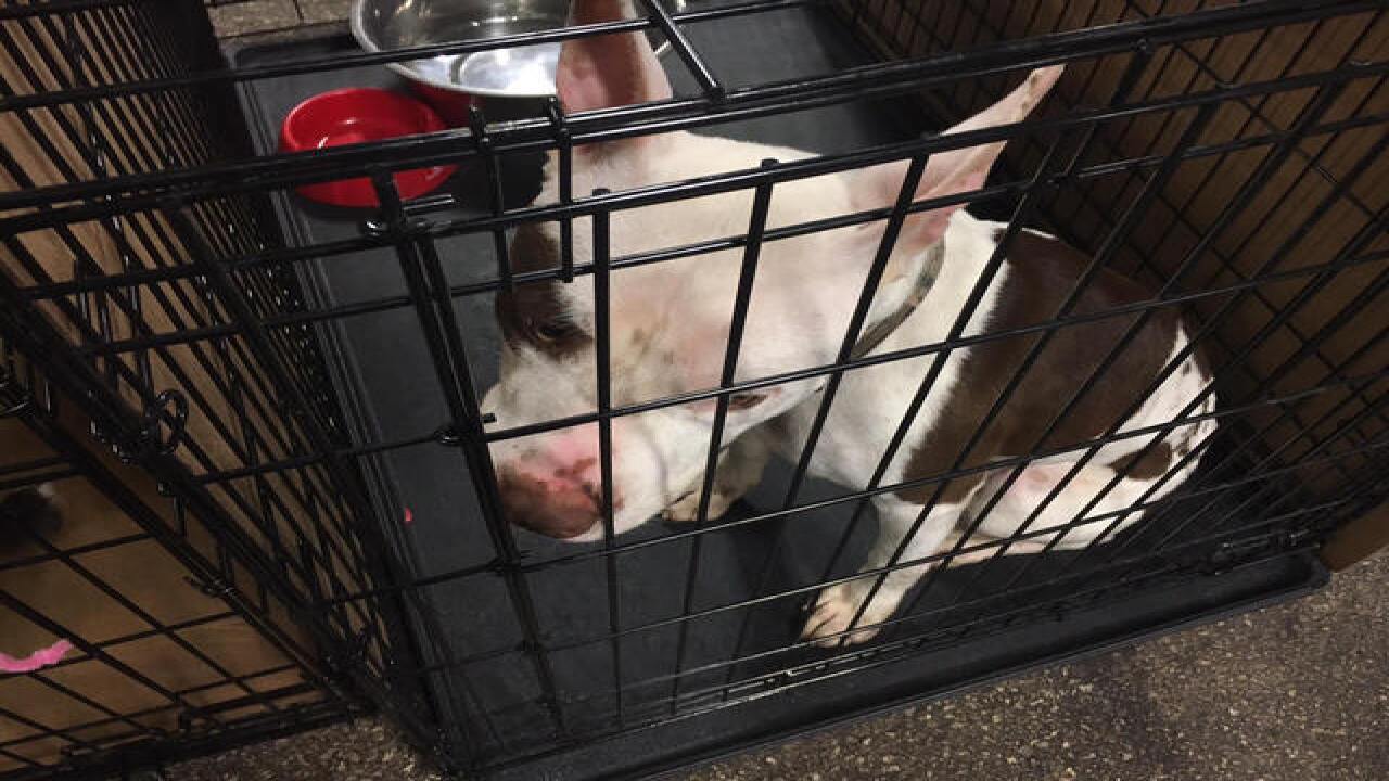 PHOTOS: IndyMega Adoption Event