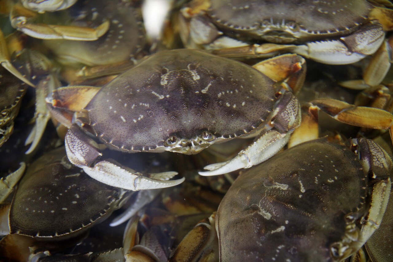 Dungeness Crab California