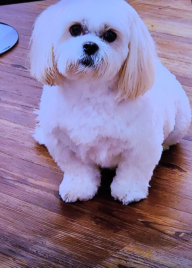 Dog walking forecast