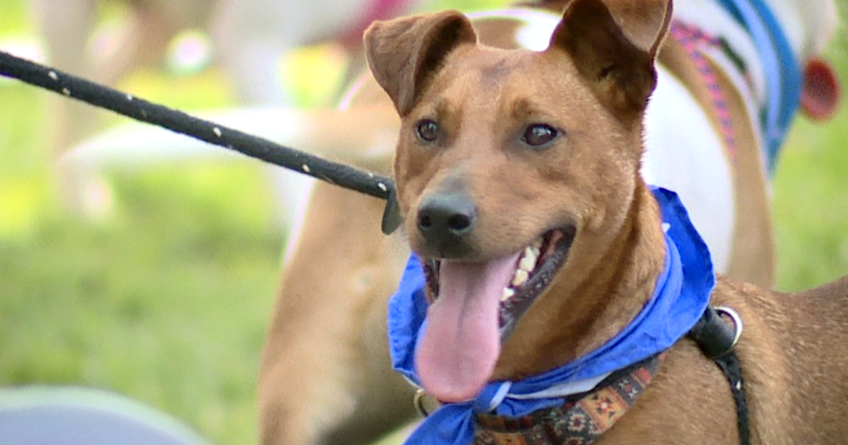 Fundraiser honors memory of 20-year-old man, benefits pets in need of homes - Vimarsana News