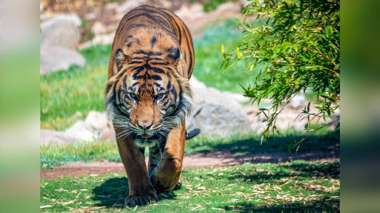 Raja: Phoenix Zoo welcomes new Sumatran tiger