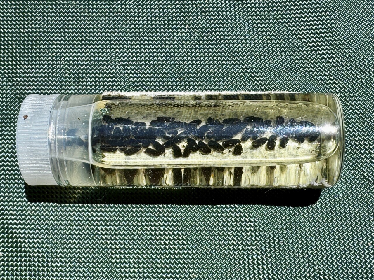 California Climate Sequoia Trees