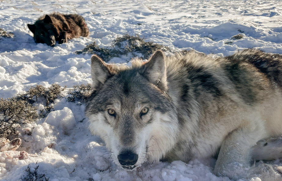 Colorado Parks and Wildlife_wolf