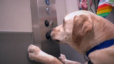 Facility Dog