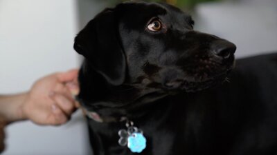A dog