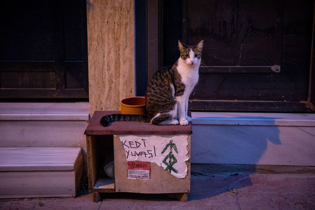 Photos: This place is known as 'The City of Cats'