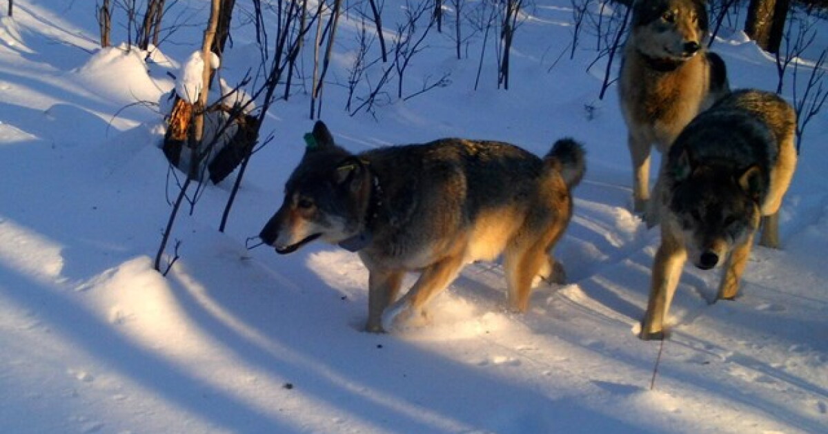 Isle Royale closes tent & group campsites at 4 campgrounds due to continued wolf activity
