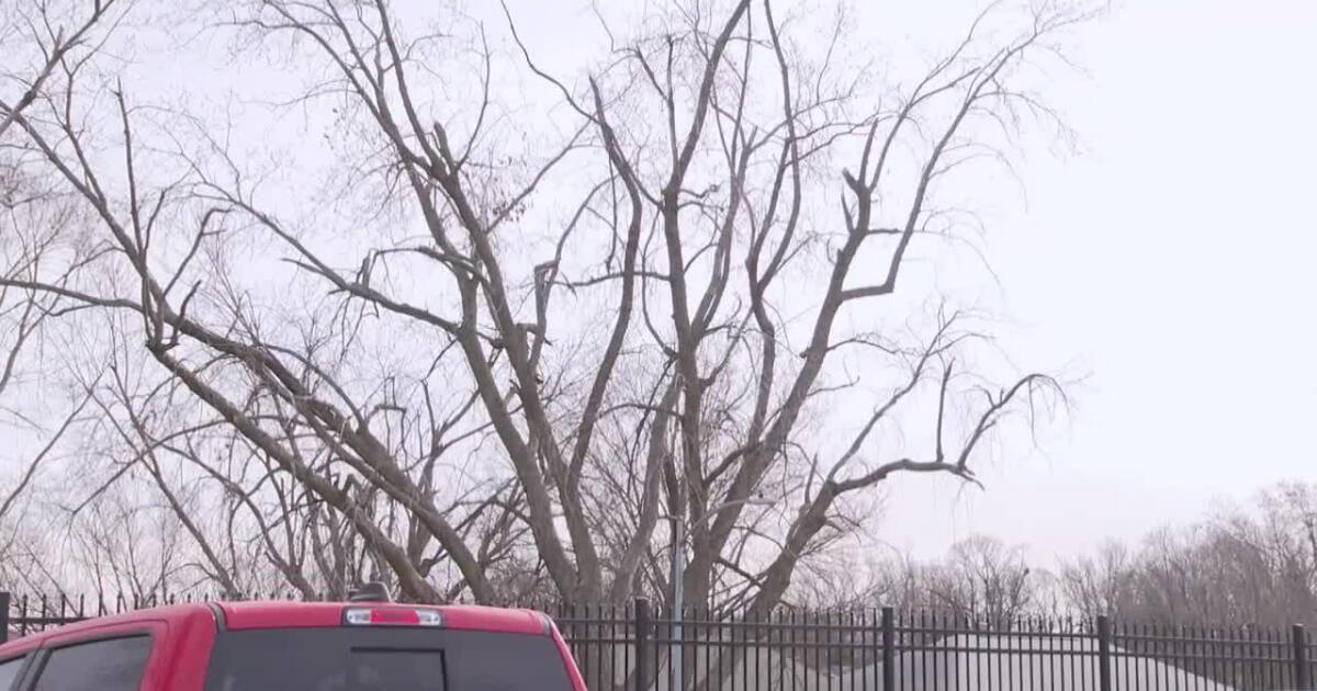 Exploding Tree Alert Radar Map Are trees really going to 'explode' in the Midwest? Here's the science