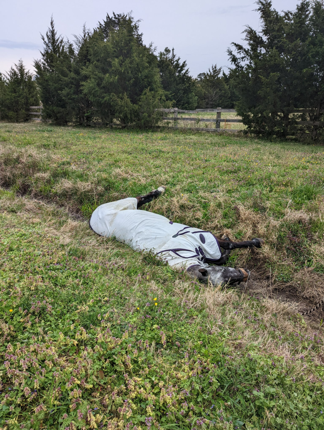 Virginia Beach Fire Department helps horse that fell in ditch (April 5)