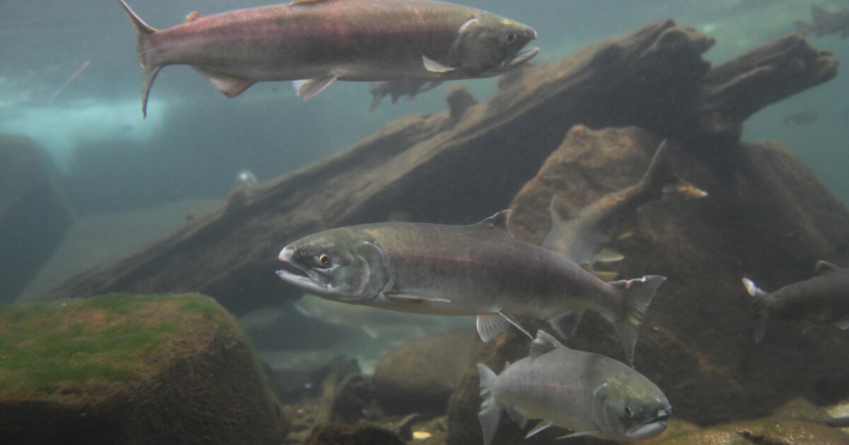 Sockeye salmon viewable at nature center in Boise