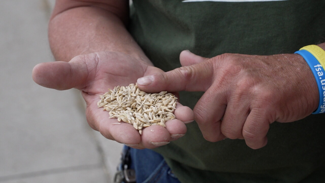 Barley