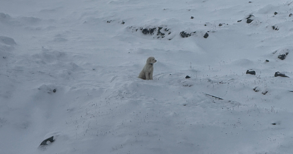 Dog found alive after 50 hours alone in Alaska wilderness following ...