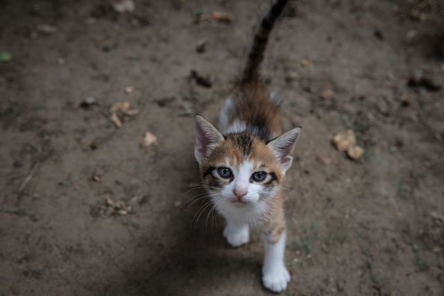 Photos: This place is known as 'The City of Cats'