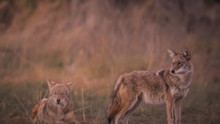 Coyote