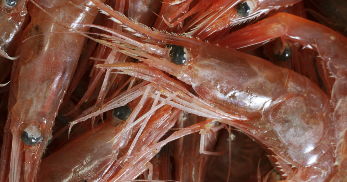 Delcambre Shrimpers Say Louisiana's Seafood Industry is in Trouble - Vimarsana News