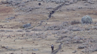 Photographer captures viral Yellowstone National Park wolf encounter
