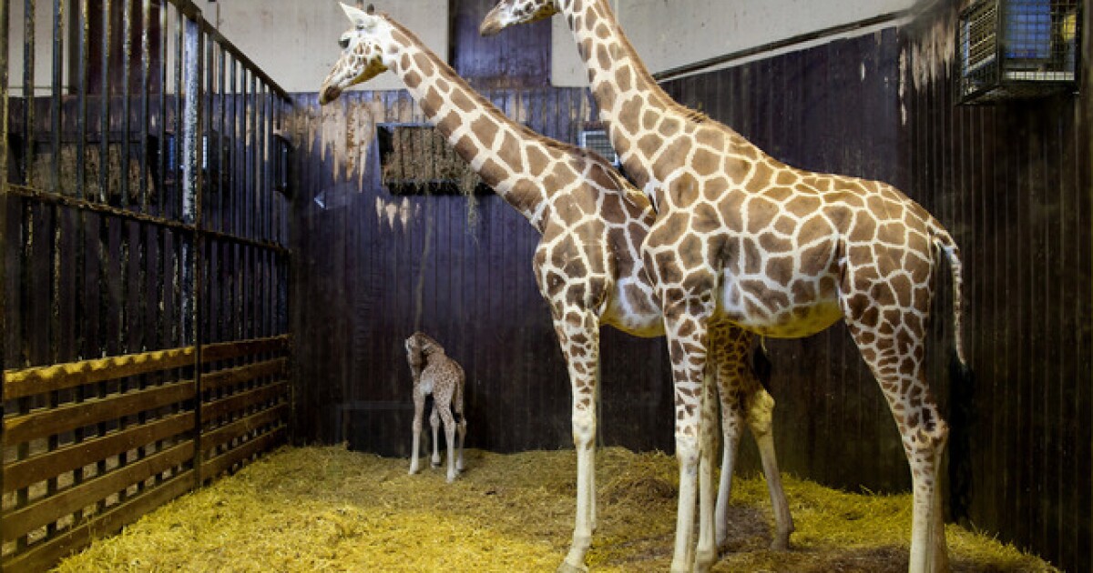 Зоопарк в доме Зоопарк в доме