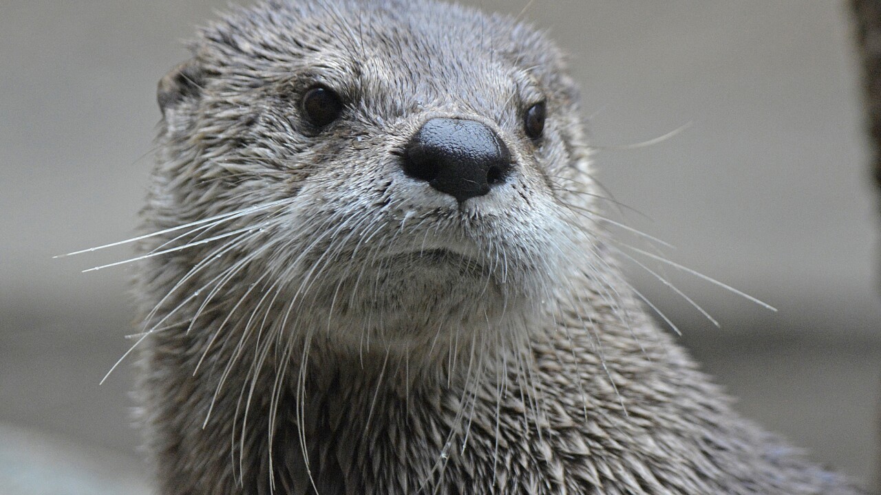 Wisconsin DNR: Otters spotted in downtown Milwaukee for possibly the