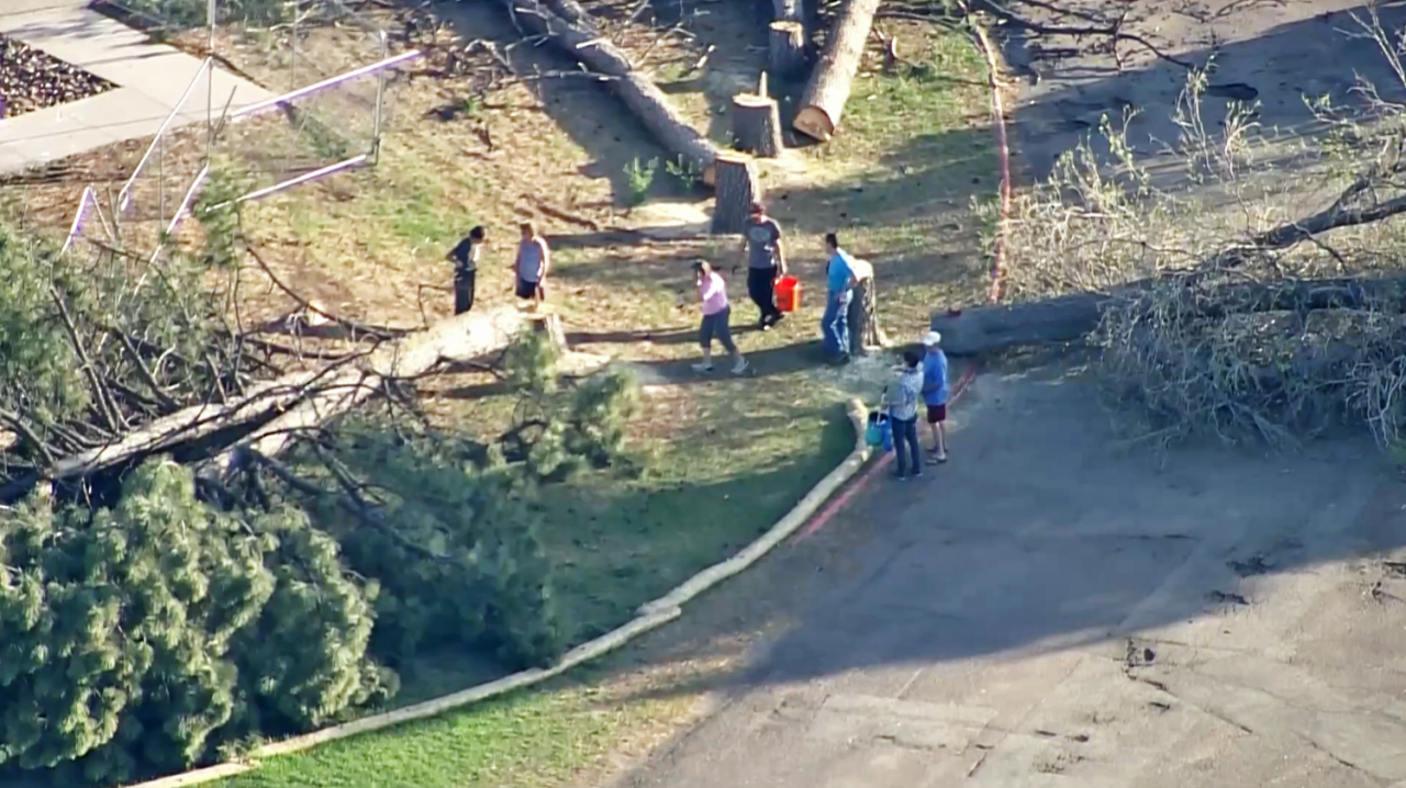 777 S Yarrow Street Lakewood_big trees cut down