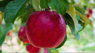 apples 
