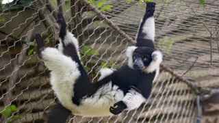 lemur.jpg