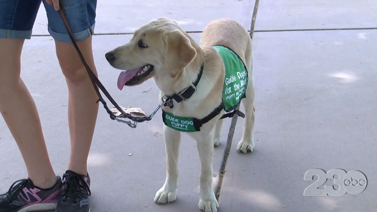 Guide Dogs for the Blind