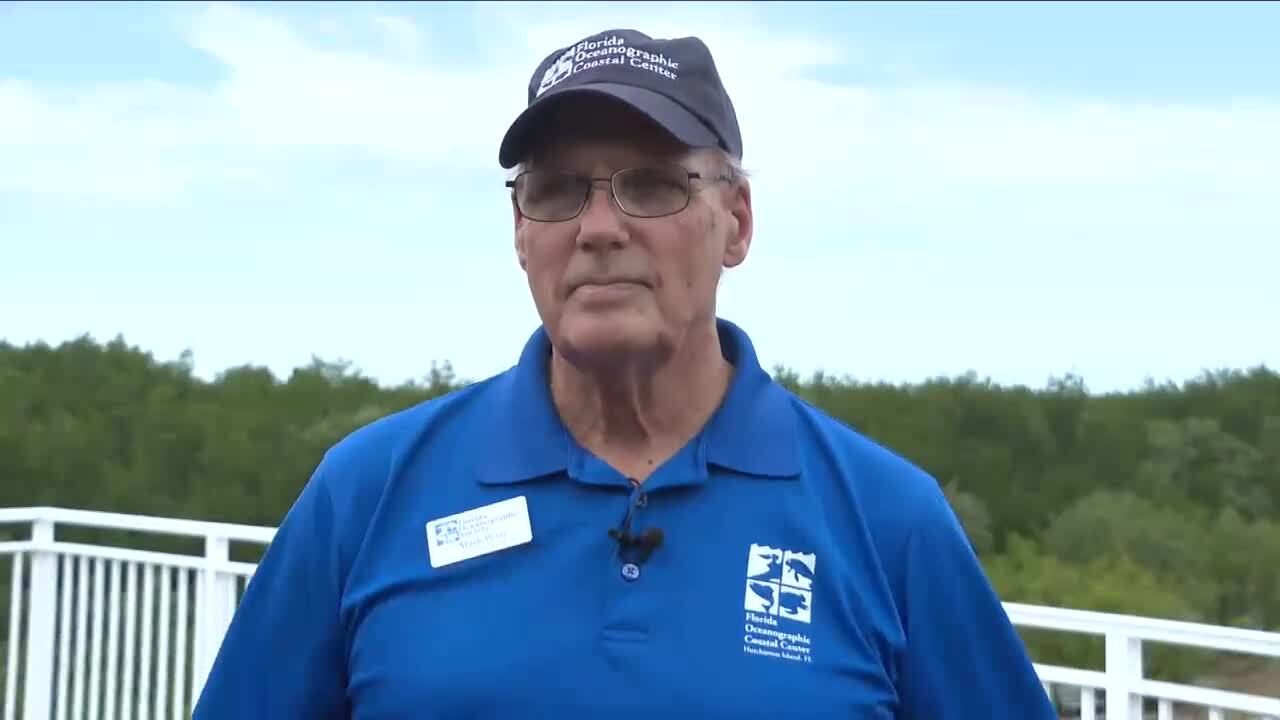 Mark Perry, the executive director and CEO of the Florida Oceanographic Society, says currently there isn't an algae bloom in Lake Okeechobee but these releases can still be detrimental to the environment. Feb. 13, 2024