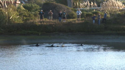 dolphins.jpg