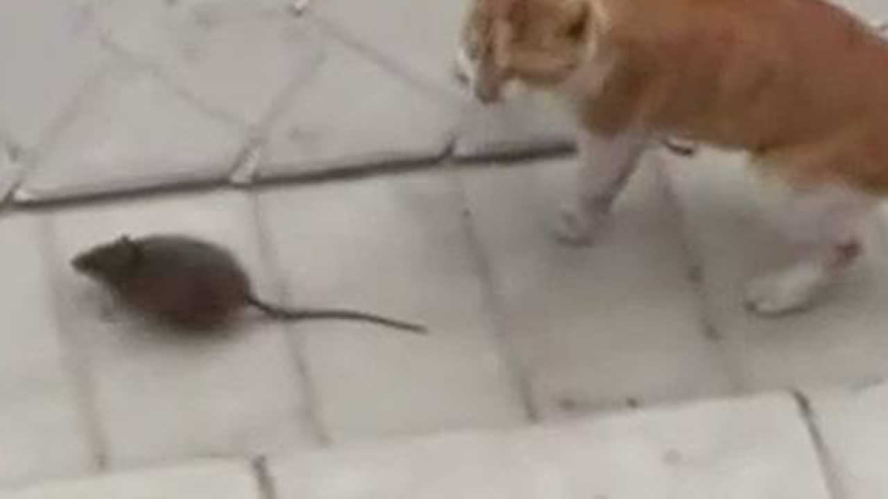 Feisty rodent attacks scared cat