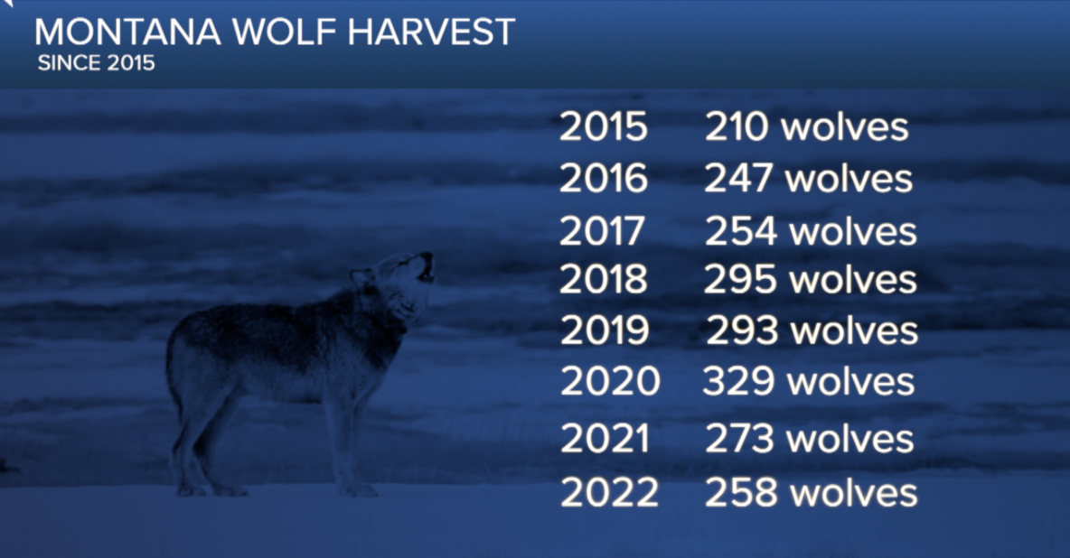 sherer wolf gfx 1.jpg