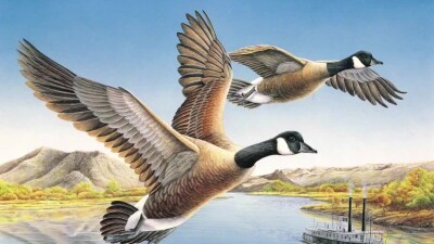 duck art fwp.jpg