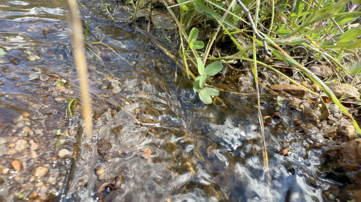 meadow 2