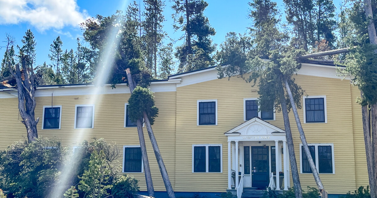 Several hundred trees blown down in Yellowstone National Park during storm - Vimarsana News