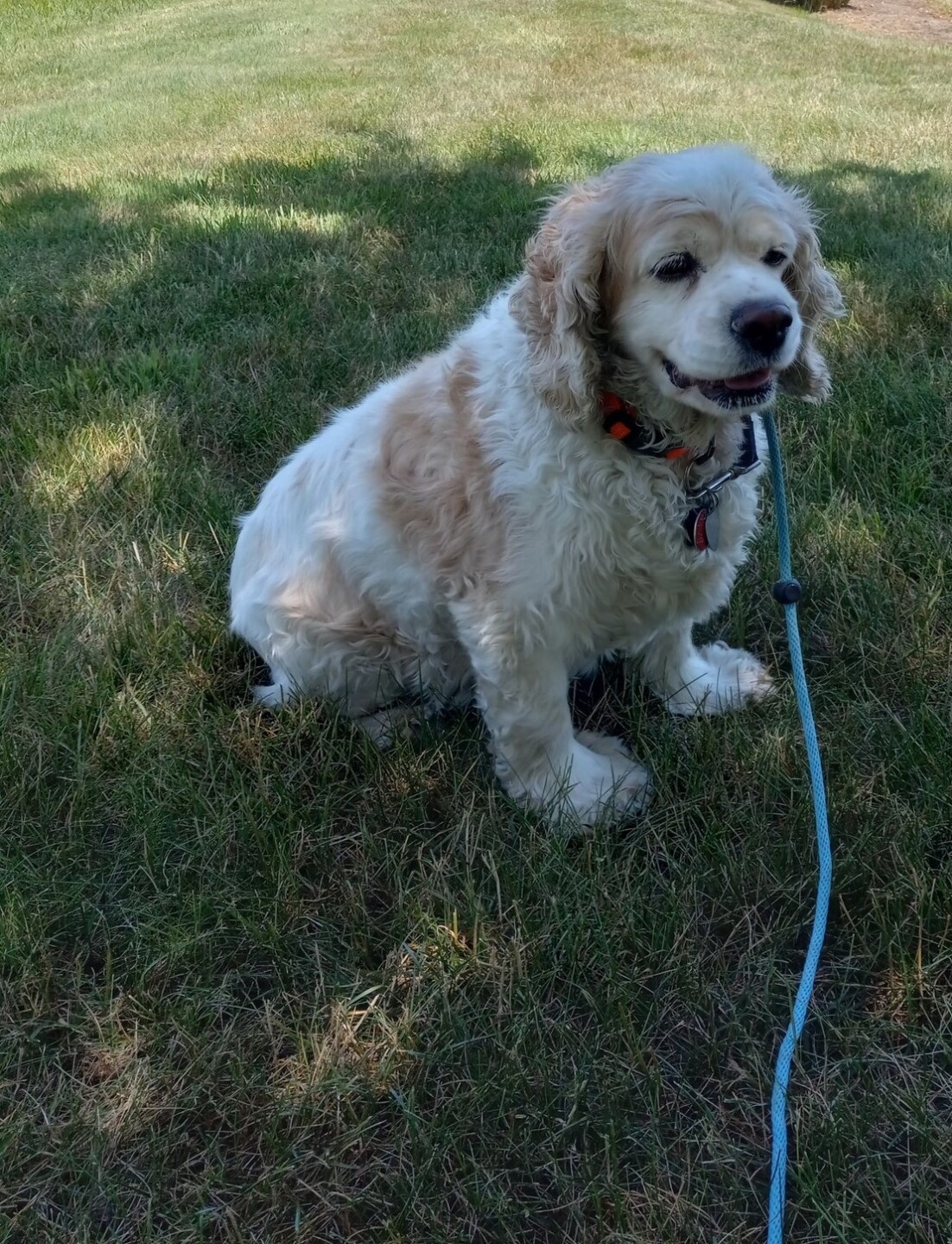 Dog walking forecast