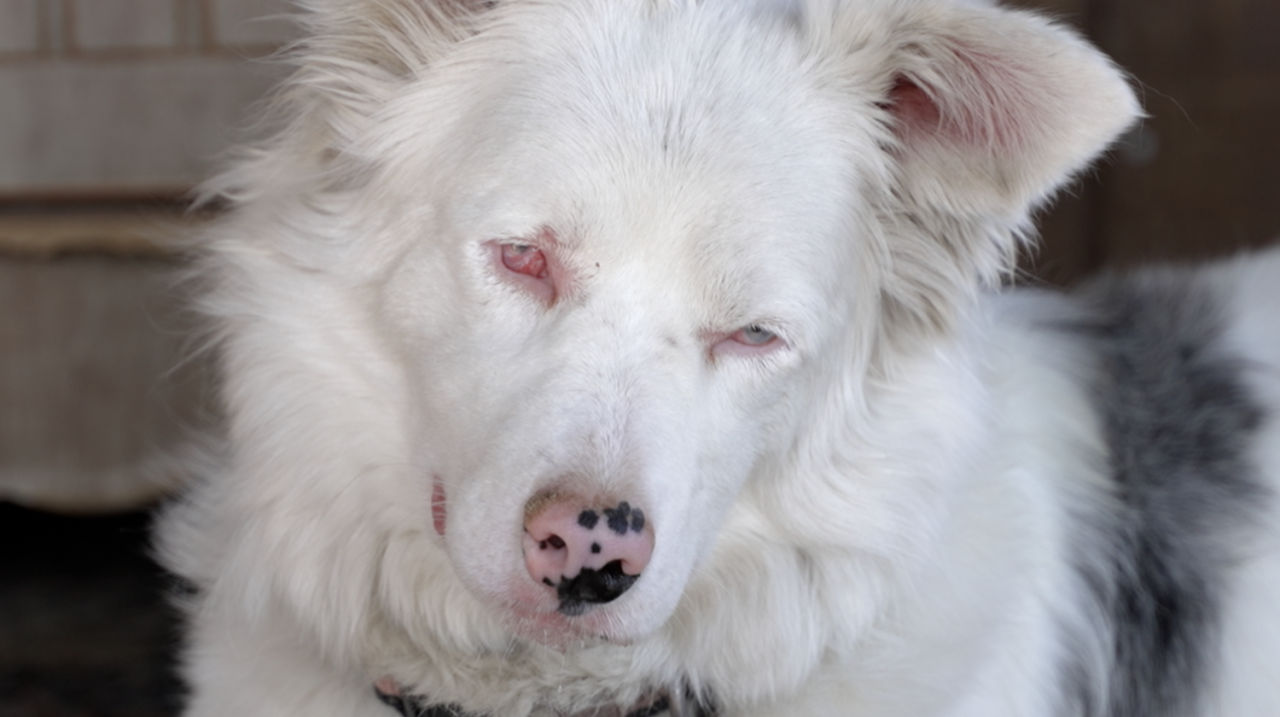 Double merle