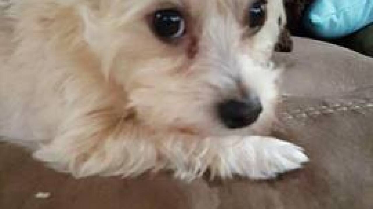 National Puppy Day: Your cute puppy photos