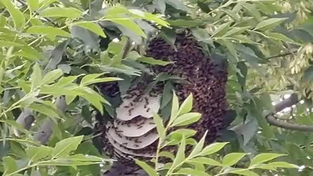 wptv-beehive.jpg