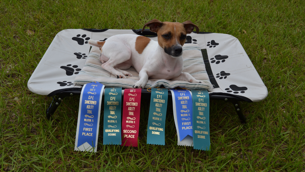 Bacon Bit Janelle Miller.png