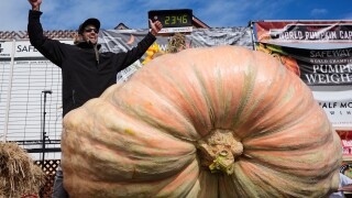 APTOPIX Giant Pumpkin Contest