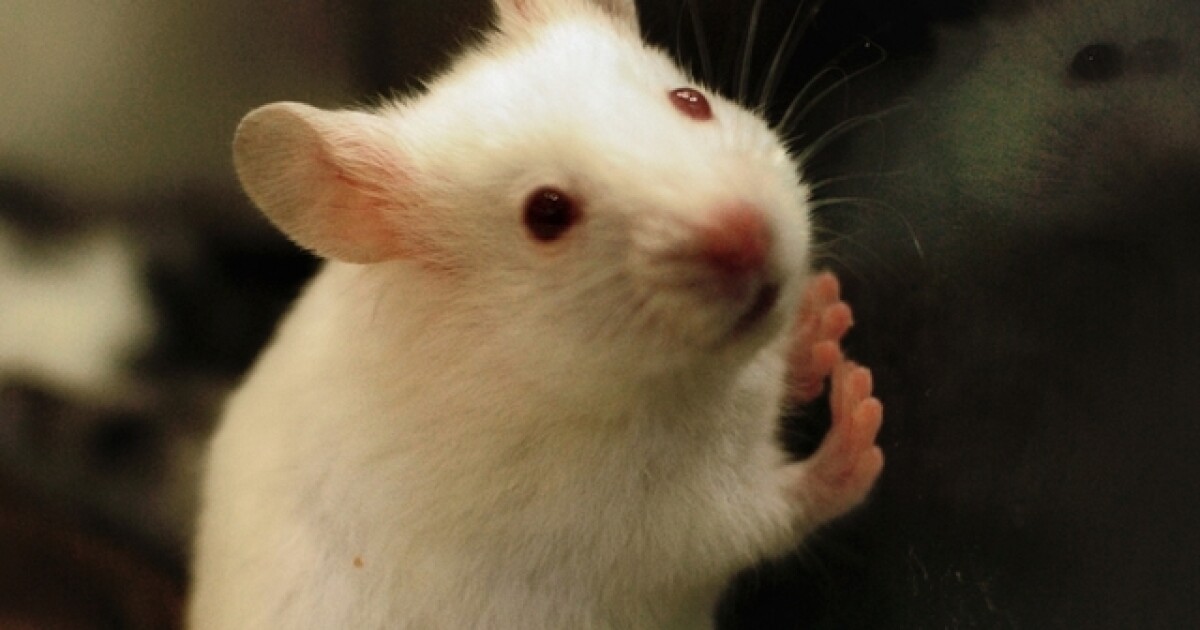 Mice eat car wiring, causing hundreds in damage