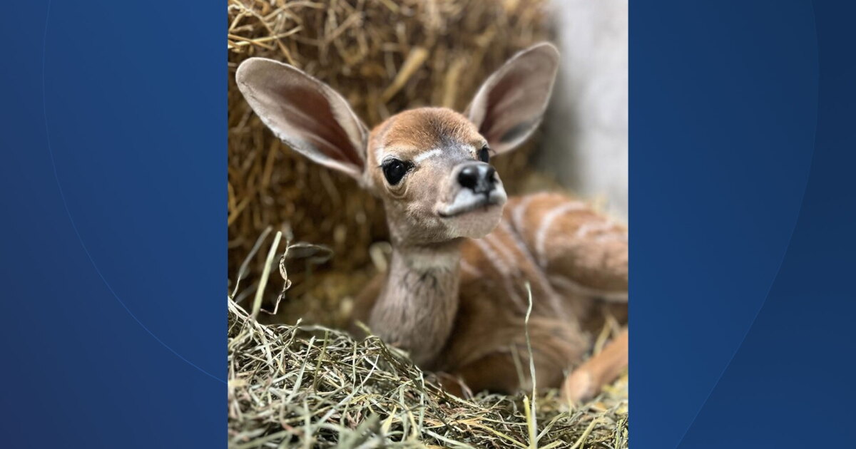 Say hello to Cincinnati's first zoo baby of 2024, a lesser kudu calf - Vimarsana News