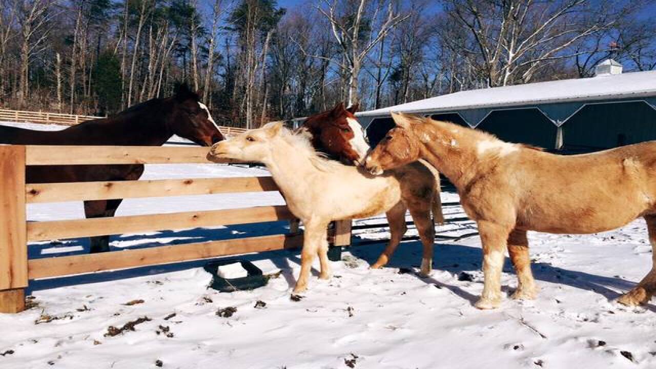 PHOTOS: Even animals have snow days on farms