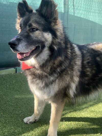 Pet of the Week: Wilson