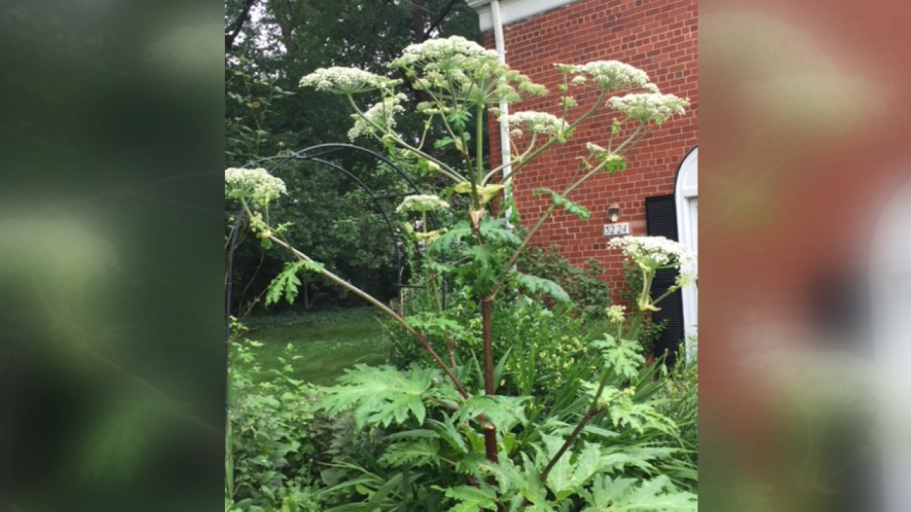 Hogweed plant that causes burns, blindness found in