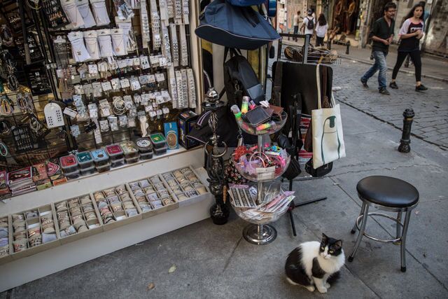 Photos: This place is known as 'The City of Cats'