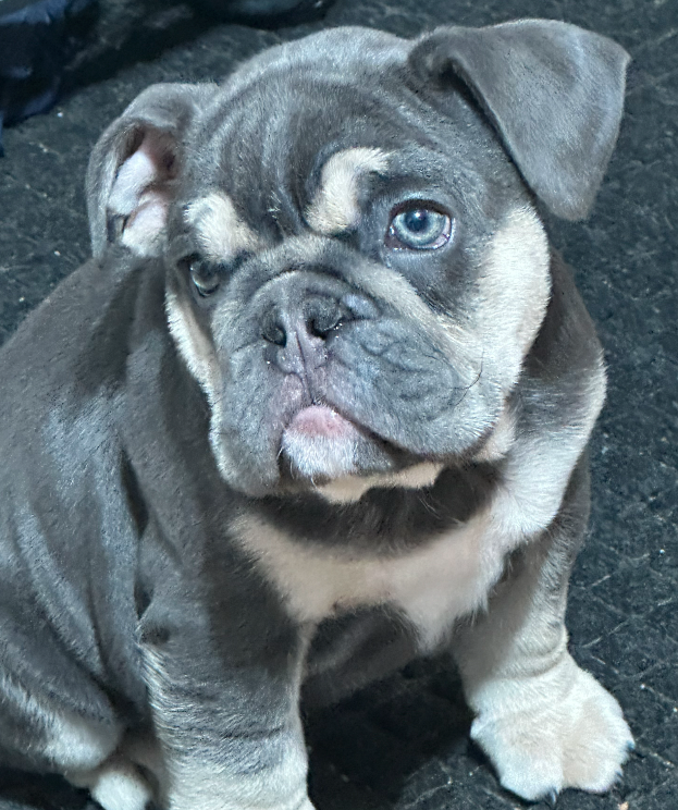 Reina the dog