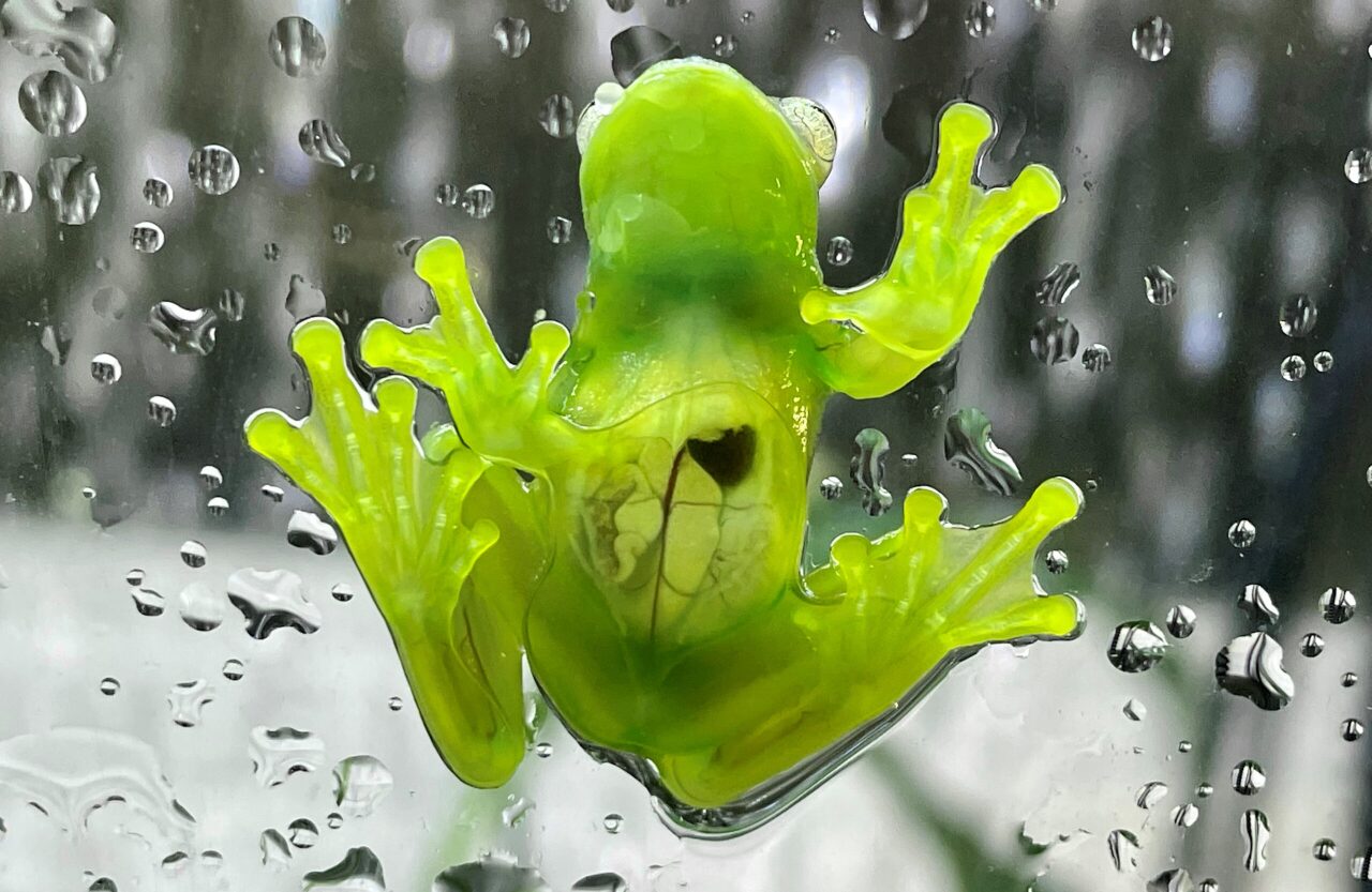 Granulosa Glass Frog
